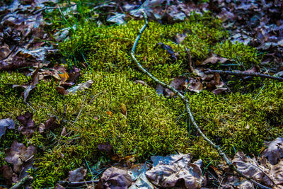 High angle view of moss growing on field