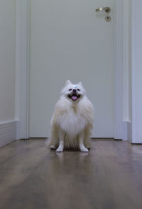 Portrait of white dog sitting on wooden floor