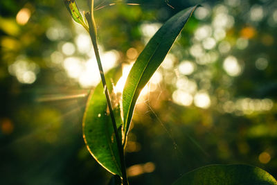 Close-up of fresh green plant