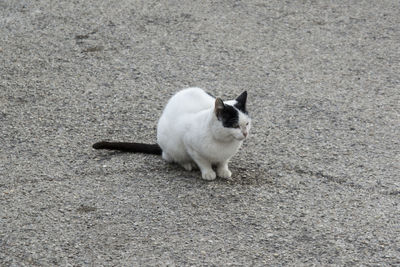 High angle view of white cat sitting on floor