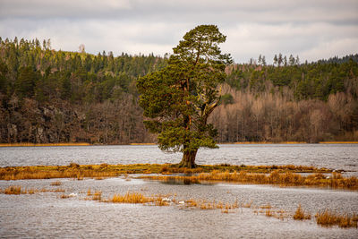 Trees by lake against sky