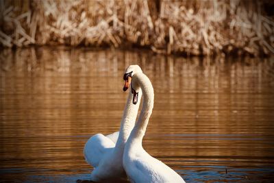 Swans swimming in lake