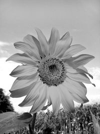 Close-up of flower against sky