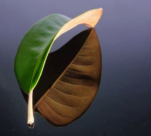 Close-up of green leaves floating on water