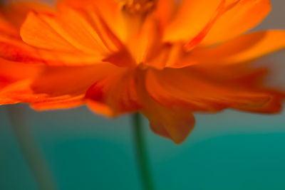 Close-up of yellow flower