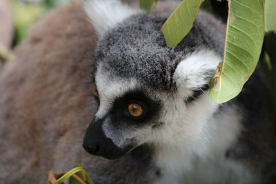 Close-up of lemur looking away