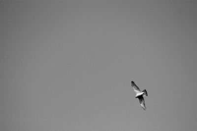 Low angle view of eagle flying against clear sky