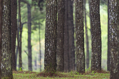 Pine trees in forest