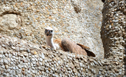 View of a bird on rock