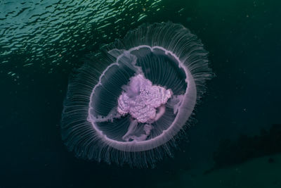 Close-up of jellyfish swimming in sea