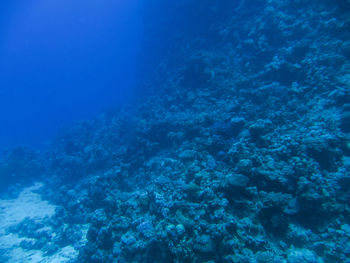 Aerial view of coral underwater