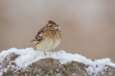 Close-up of bird perching on snow covered landscape