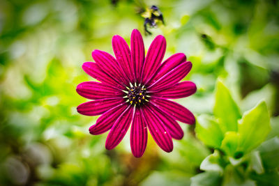 Close-up of pink flower