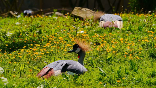 View of duck on field