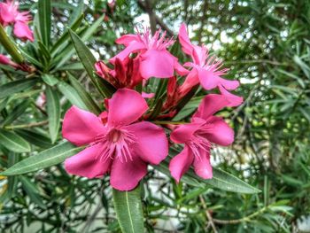 Close-up of pink flowering plant