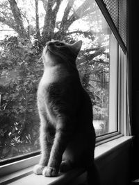 Close-up of cat looking through window