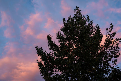 Low angle view of silhouette tree against sky during sunset