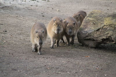 Young capybara