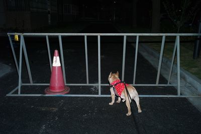 Dog on a railing