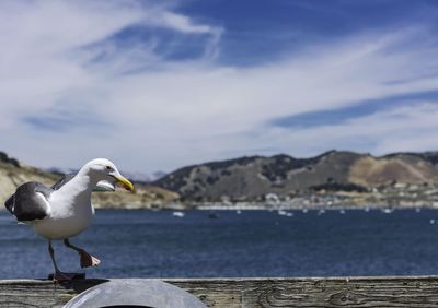 View of seagull at lakeshore