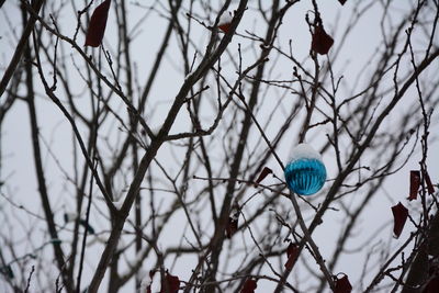 Bare tree with ball in background