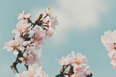 Close-up of pink cherry blossom tree