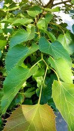 Close-up of green leaves