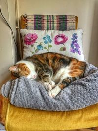 Portrait of cat sleeping