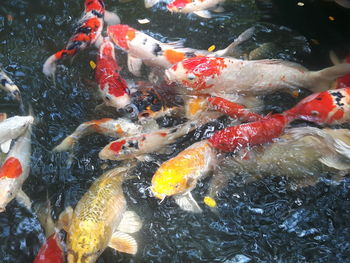 High angle view of koi carps swimming in pond