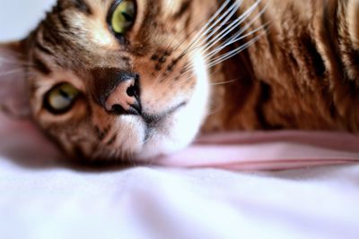 Close-up portrait of cat relaxing