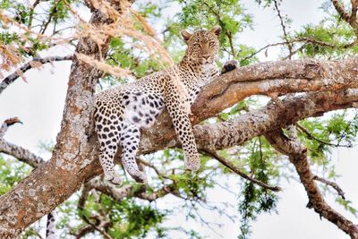 Portrait of leopard relaxing on branch at serengeti national park