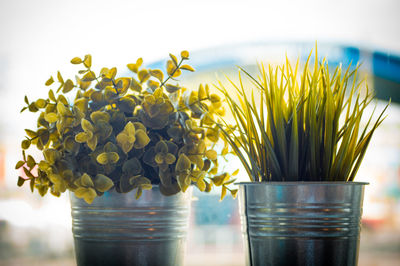 Close-up of potted plant in glass vase