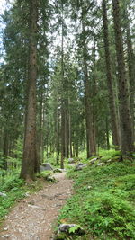 Trail amidst trees in forest