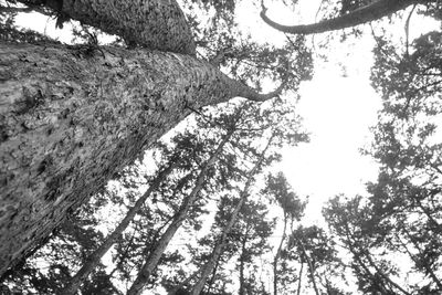 Low angle view of trees