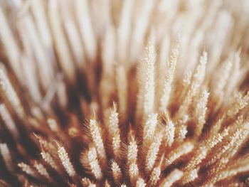 Macro shot of white flower