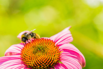 Close-up of bee on pink flower