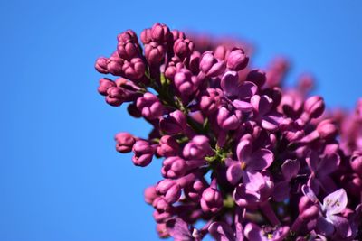 Close-up of purple flowering plant against sky