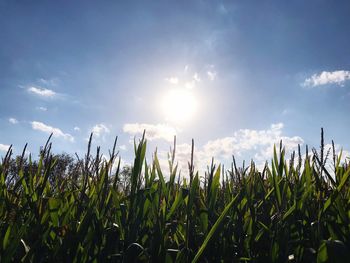 Crops growing on field against sky