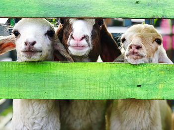 Close-up of goats