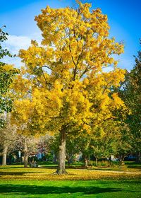 Trees growing in park