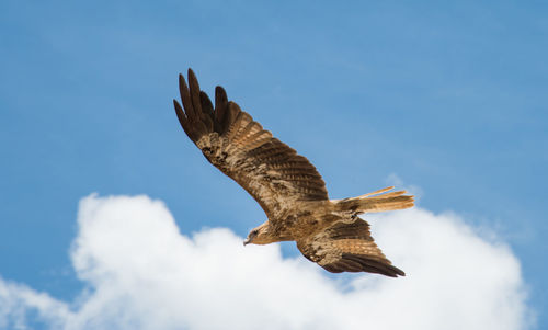 Low angle view of eagle flying against sky