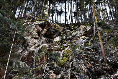 Trees in forest against sky