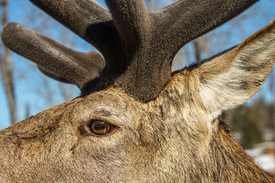 Close-up portrait of deer