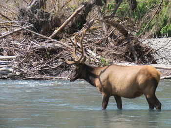 Side view of horse in water