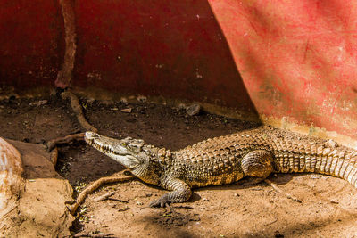 High angle view of crocodile on rock