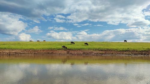 Cows graze on a green bank of a river on a sunny day