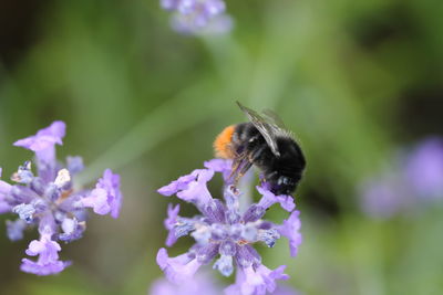 Close-up of bee on purple flower