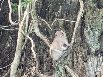 Monkey sitting on tree trunk in forest