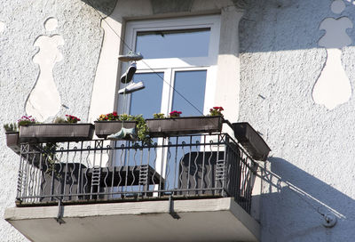 View of flower on table against building