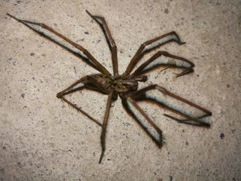 High angle view of spider on wall